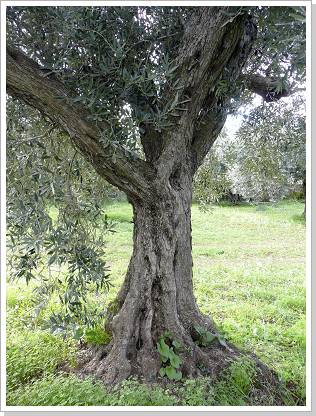 0453_sizilien_2012 (457).jpg